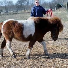 Anden særlig race Bugsi <3 