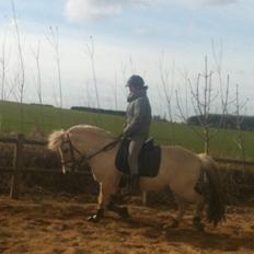 Fjordhest Shrek aka Dværgen