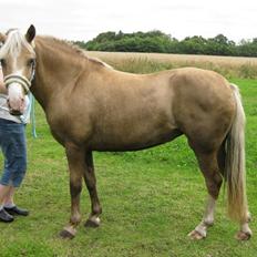 Anden særlig race Zarabi Z