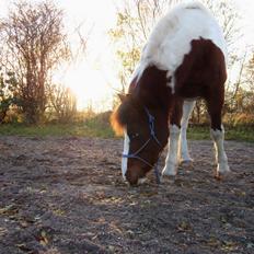 Anden særlig race Mikado - SAVNET! :'( <3