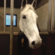 Irsk Sportspony Dalestown Double Trouble