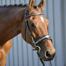 Trakehner Lalandia (Nulle) *RIP D. 24/7-15*