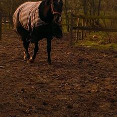 Dansk Varmblod Blackie (lånehest)
