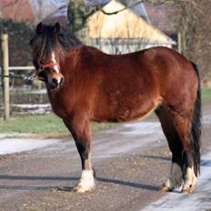 Welsh Pony af Cob-type (sec C) Mirain Amore Solgt 250814