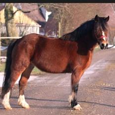 Welsh Pony af Cob-type (sec C) Mirain Amore Solgt 250814