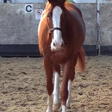 Dansk Varmblod Gørklintgårds Quinn