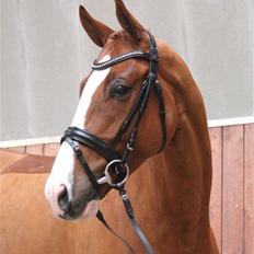 Dansk Varmblod Gørklintgårds Quinn