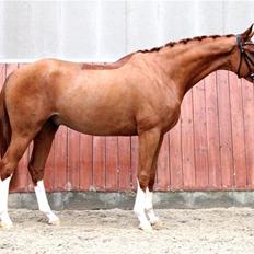 Dansk Varmblod Gørklintgårds Quinn