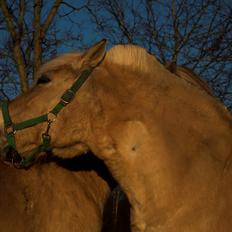 Fjordhest | Fila † |