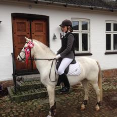 Welsh Pony (sec B) Jason