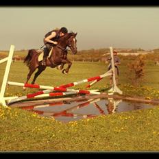 Hollandsk Sportspony Chico