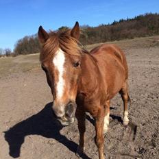 Anden særlig race Bazooka Rosendal 