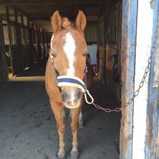 Anden særlig race Bazooka Rosendal 