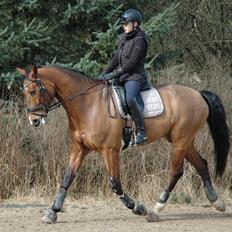 Dansk Varmblod Cappuchino