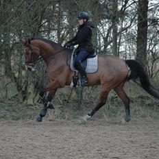 Dansk Varmblod Cappuchino