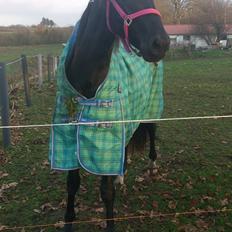 Anden særlig race Shadow