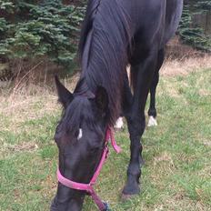 Anden særlig race Shadow