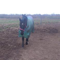 Anden særlig race Shadow