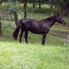 Oldenborg Uttrupgårds Prinsesse <3 Himmelhest <3