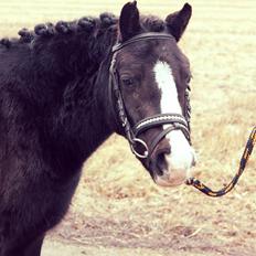 Welsh Mountain (sec A) Nørrehedens Bounty