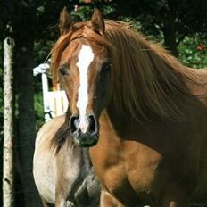 Arabisk fuldblod (OX) Al Shamah