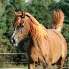 Arabisk fuldblod (OX) Al Shamah