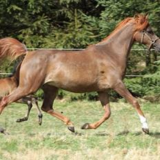 Arabisk fuldblod (OX) Al Shamah