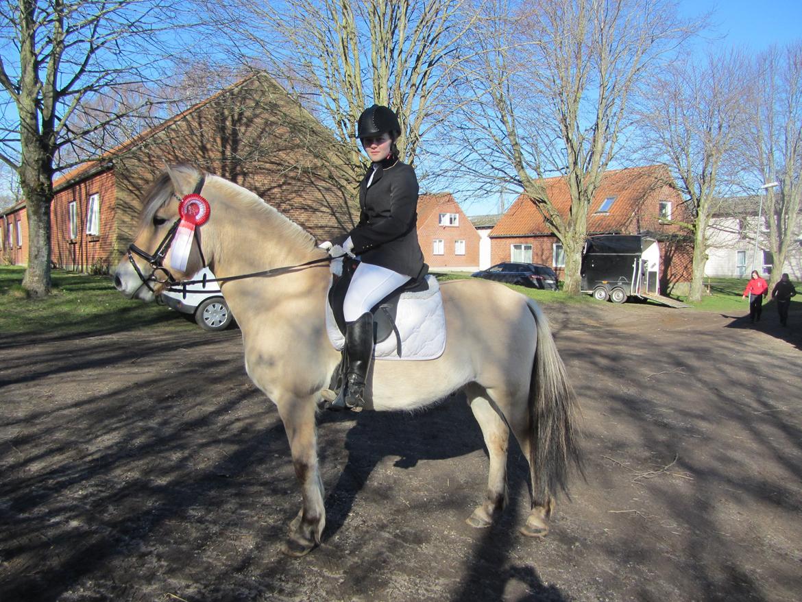 Fjordhest Tango!&lt;3 - 1 plads til st&#230;vnet i skr&#248;dstrup!&lt;3 elsker min dreng!&lt;3 billede 11