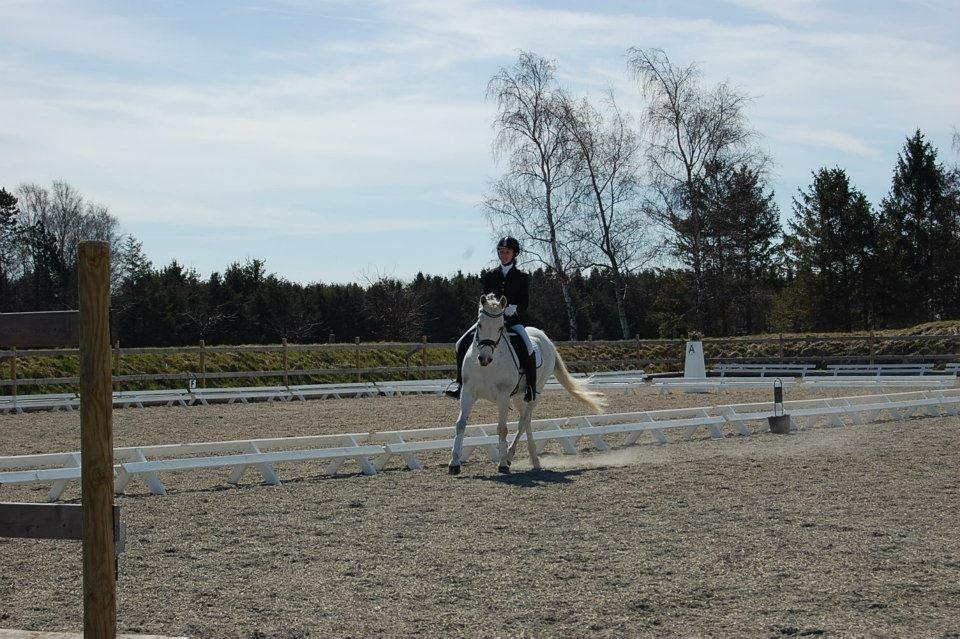 Anden særlig race Lucas billede 6