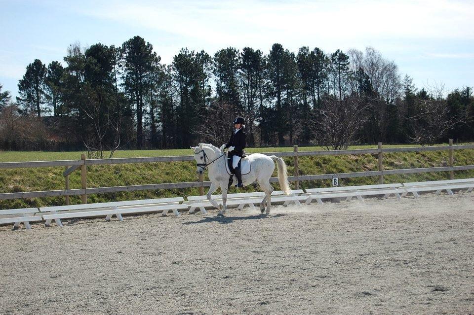 Anden særlig race Lucas billede 7