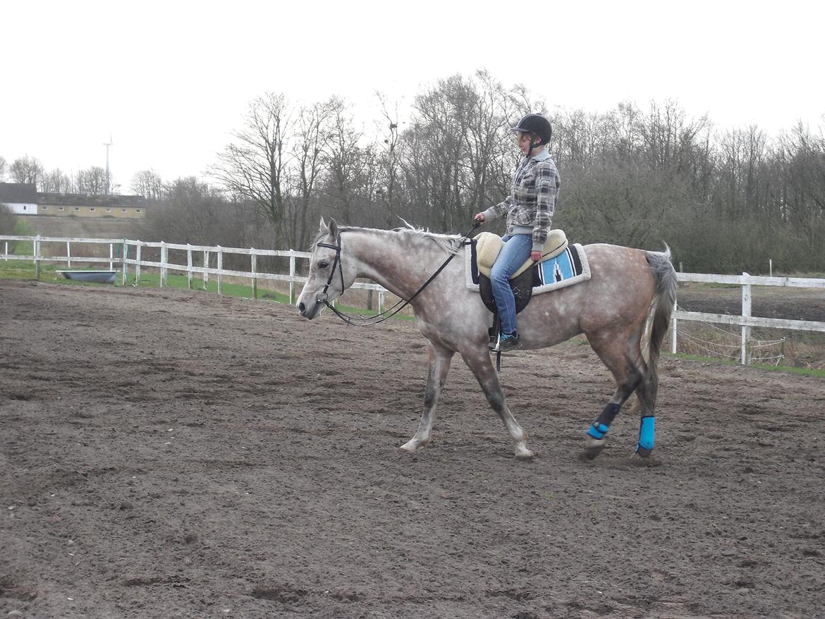Arabisk fuldblod (OX) JA Koral ox - Foto:Pernille B Sørensen billede 2