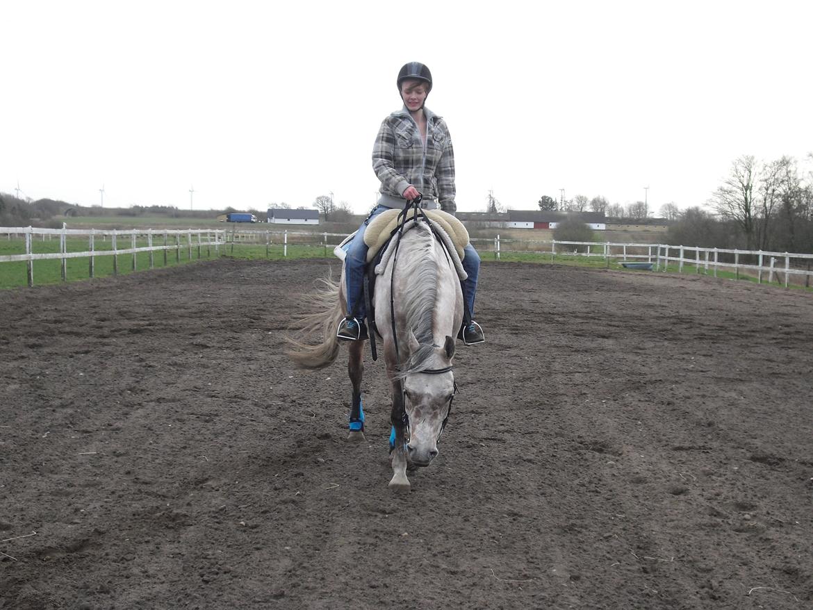 Arabisk fuldblod (OX) JA Koral ox - Foto:Pernille B Sørensen billede 6