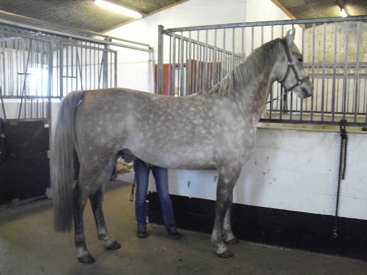 Arabisk fuldblod (OX) JA Koral ox - Foto:Pernille B Sørensen billede 13