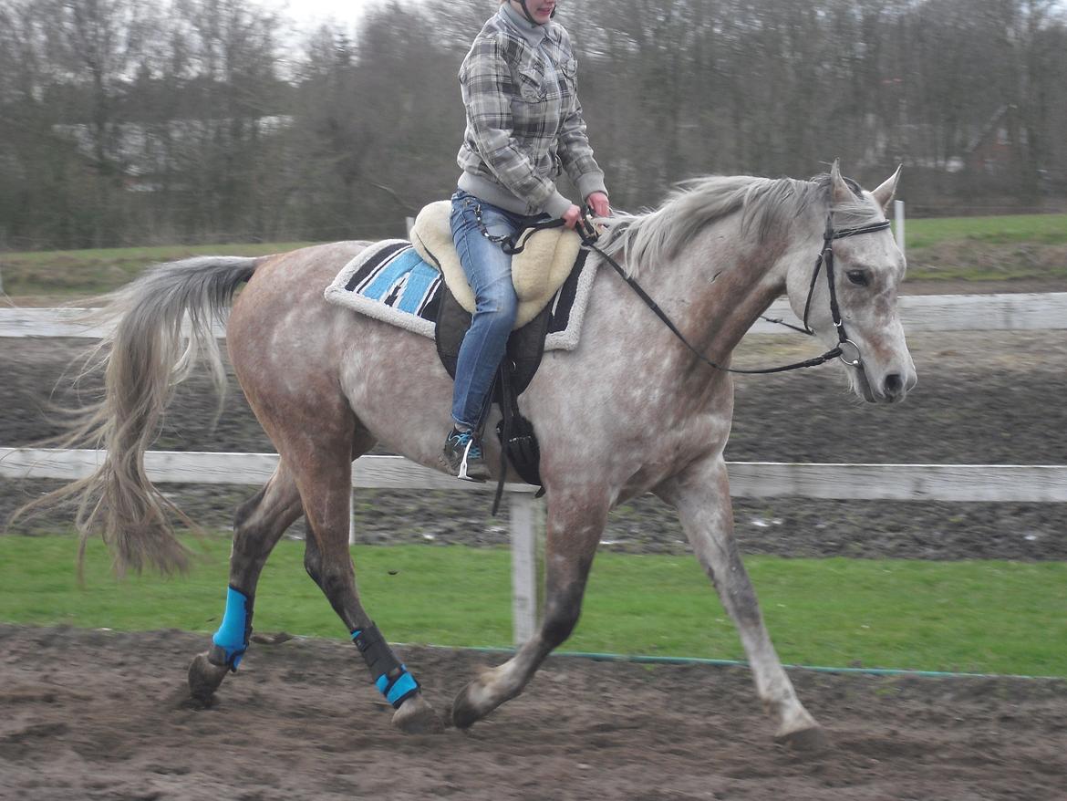 Arabisk fuldblod (OX) JA Koral ox - Foto:Pernille B Sørensen billede 5