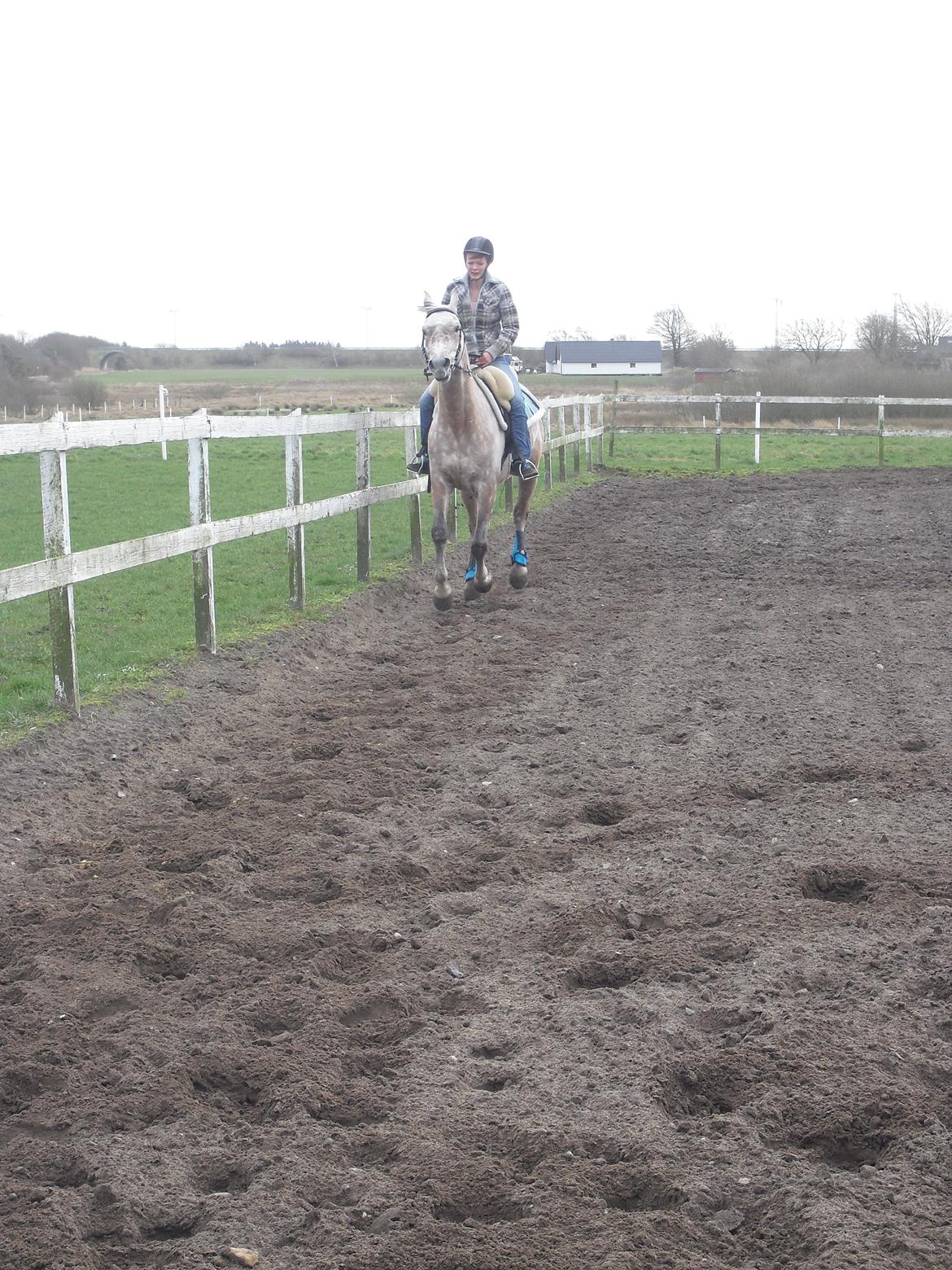 Arabisk fuldblod (OX) JA Koral ox - http://i57.tinypic.com/fkv9j8.jpg billede 10