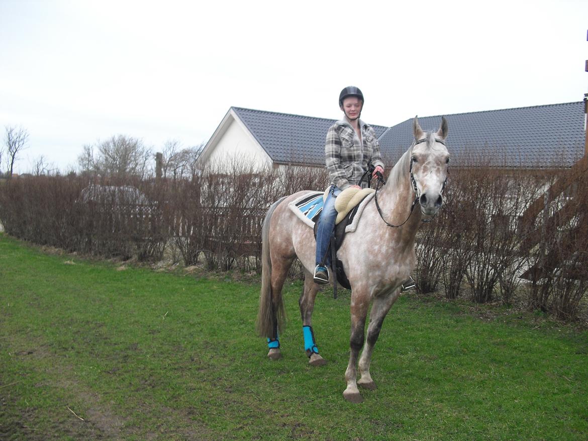 Arabisk fuldblod (OX) JA Koral ox - Foto:Pernille B. Sørensen billede 11