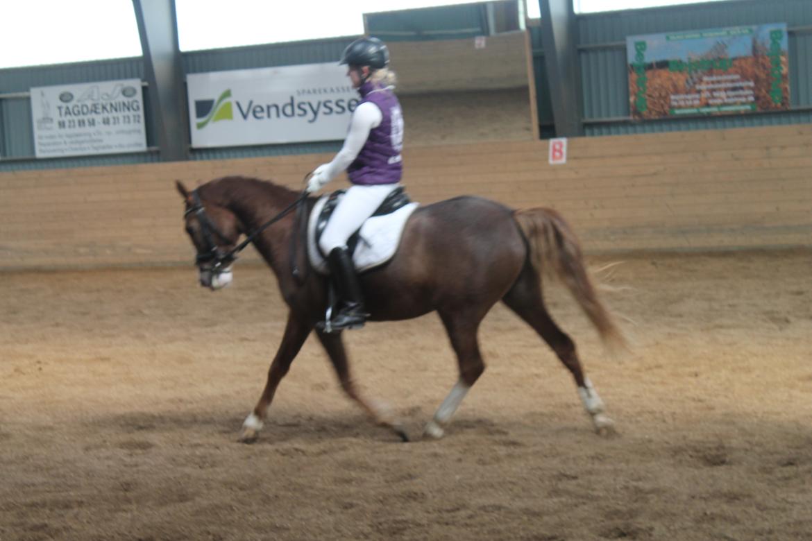 Anden særlig race Fabian - Føreste stævne, vilsbæk billede 1