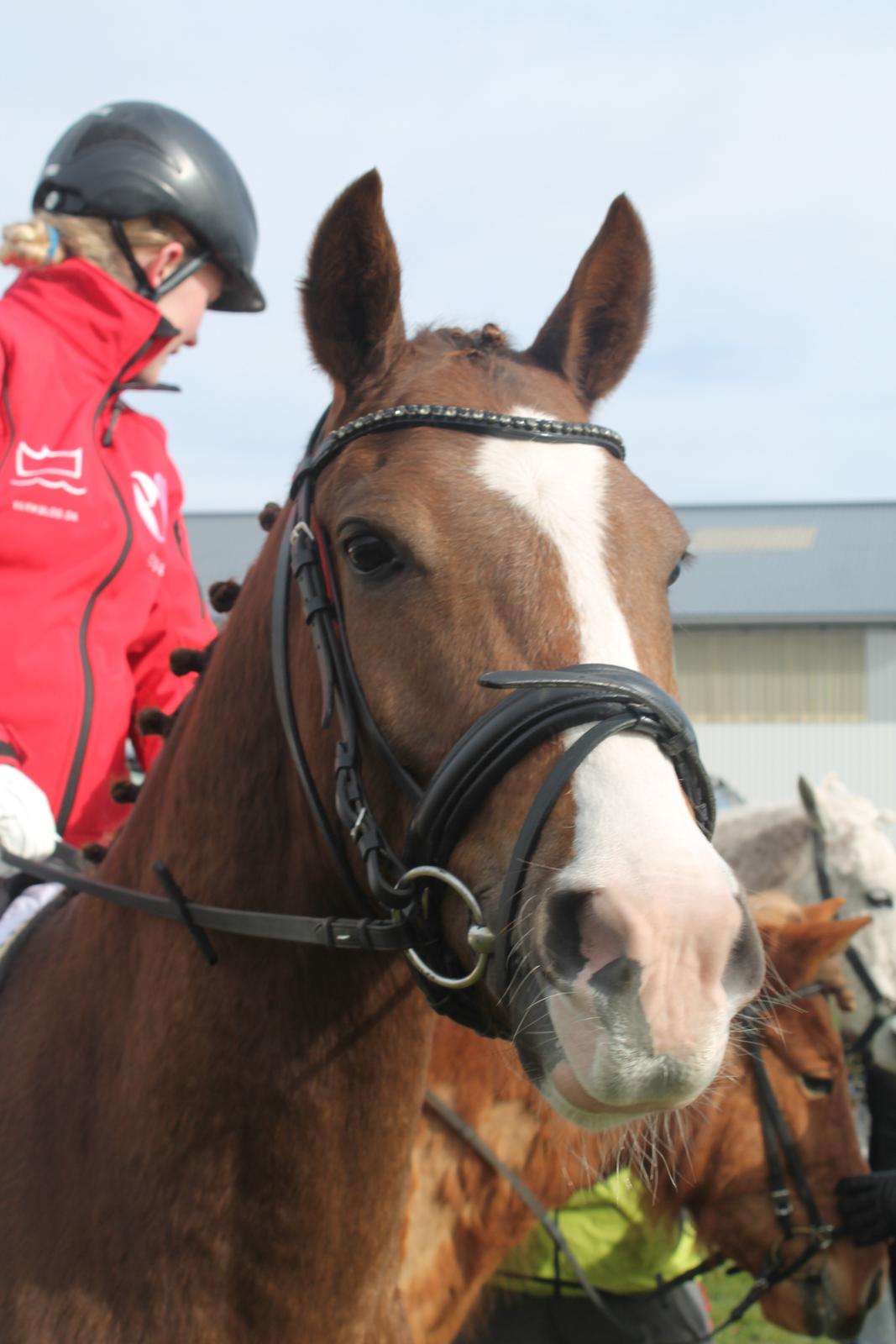 Anden særlig race Fabian - Min smukke dreng <3 billede 2