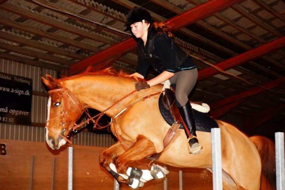 Trakehner Casja billede 1