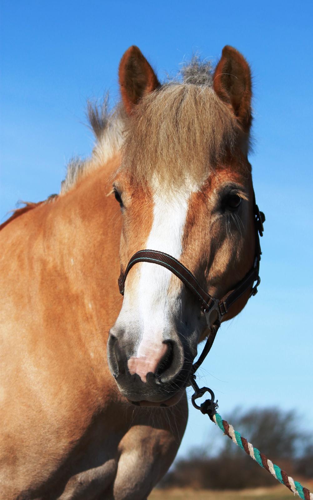 Anden særlig race Amadeaux billede 6