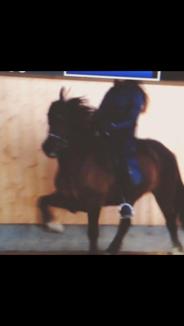 Islænder Hrafntinna fra Langtved billede 14