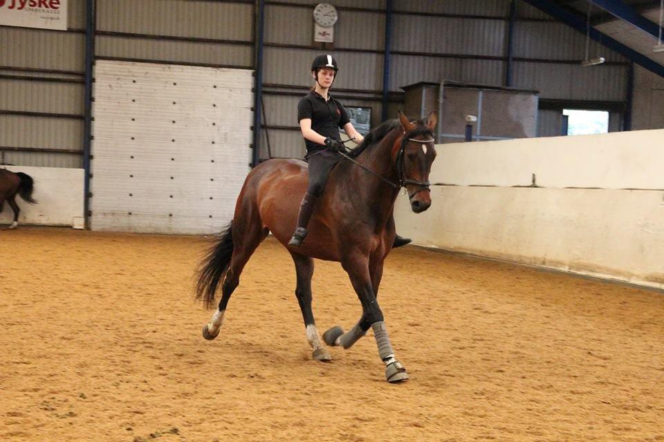 Holstener Monokrat Essenbæk - Monty - Sidste ridetur på Monty - kæmpe forandring! billede 3
