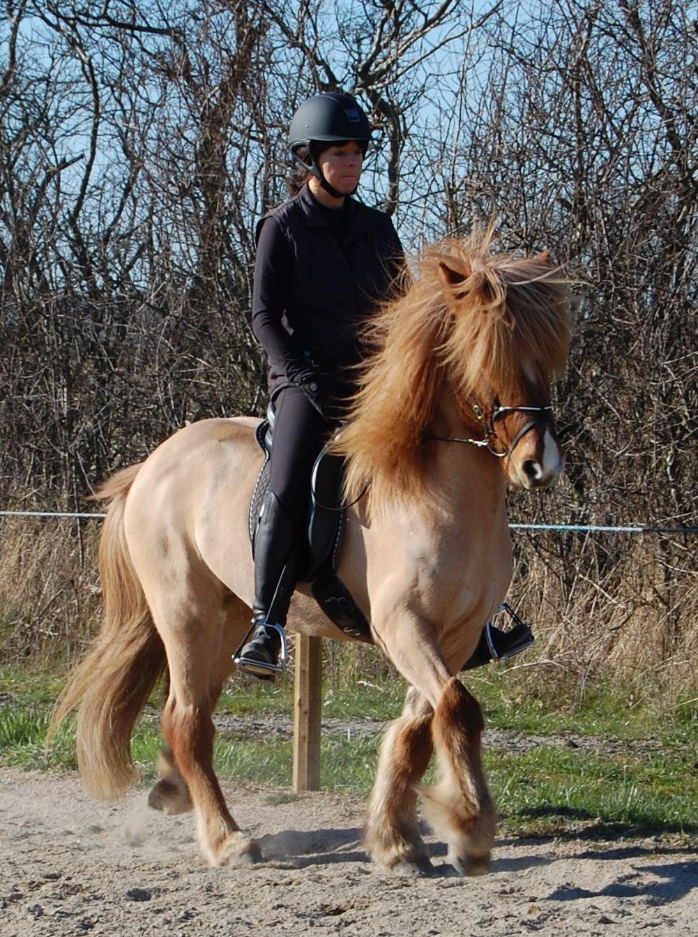 Islænder Kvistur fra Merkivoll (solgt) billede 16