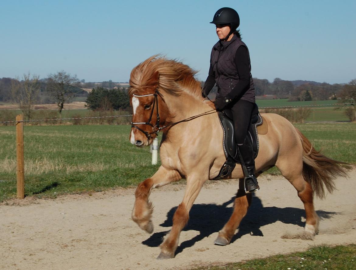Islænder Kvistur fra Merkivoll (solgt) billede 17