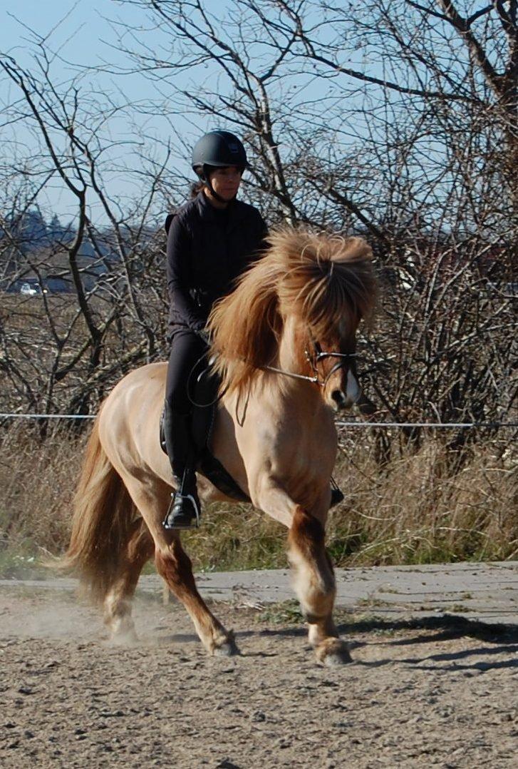 Islænder Kvistur fra Merkivoll (solgt) billede 1