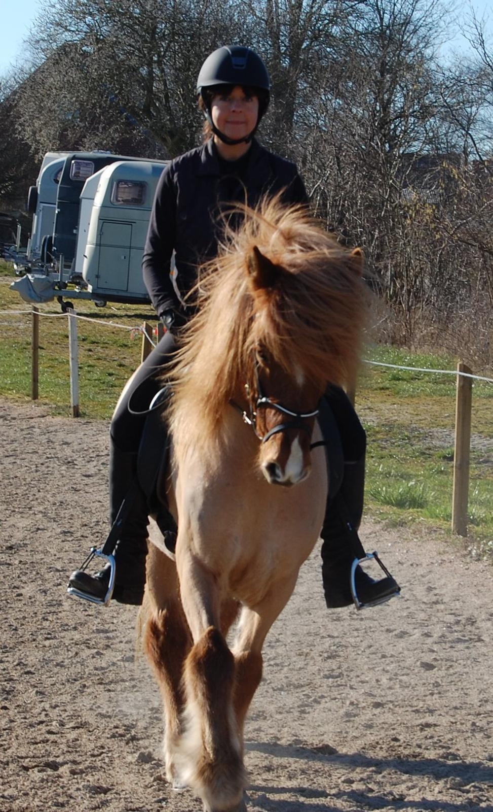 Islænder Kvistur fra Merkivoll (solgt) billede 20