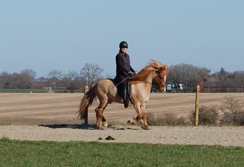 Islænder Kvistur fra Merkivoll (solgt) billede 14