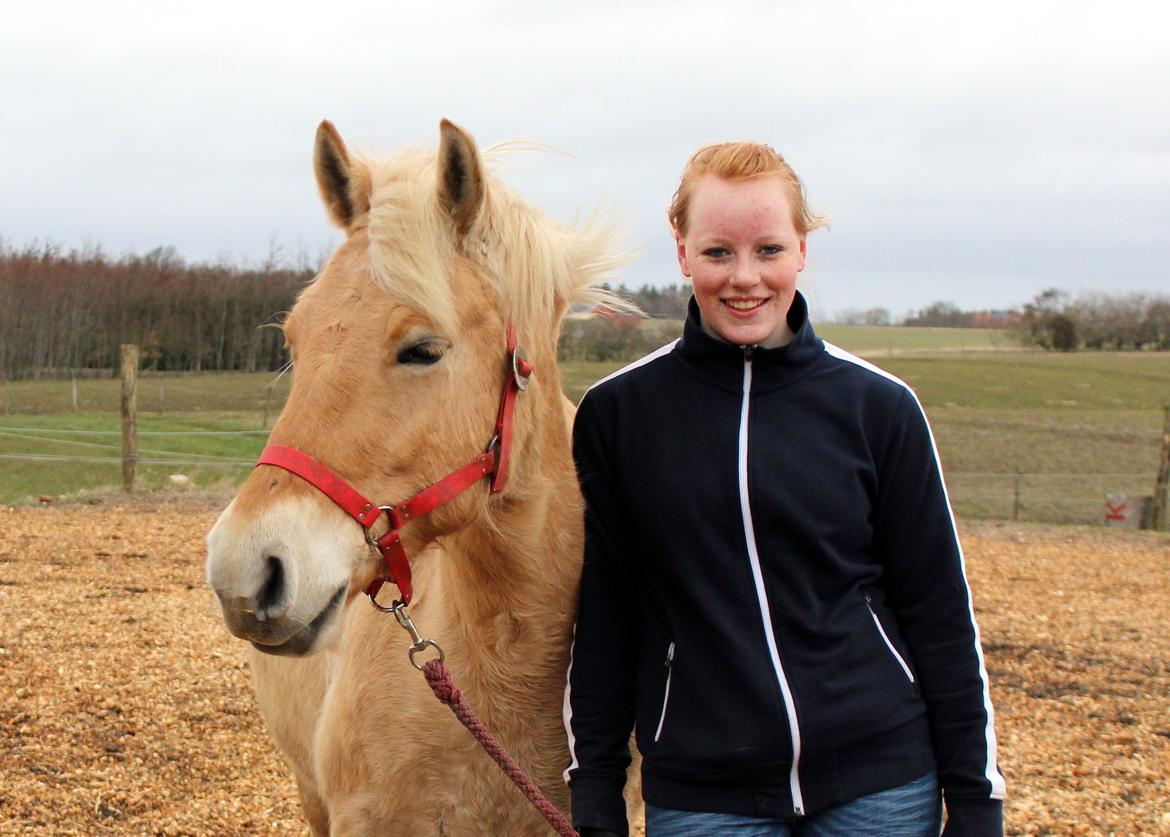 Fjordhest Stella billede 20