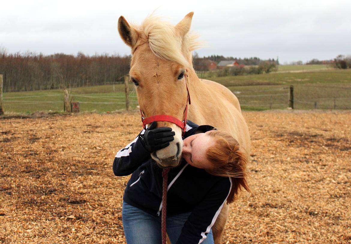 Fjordhest Stella billede 5