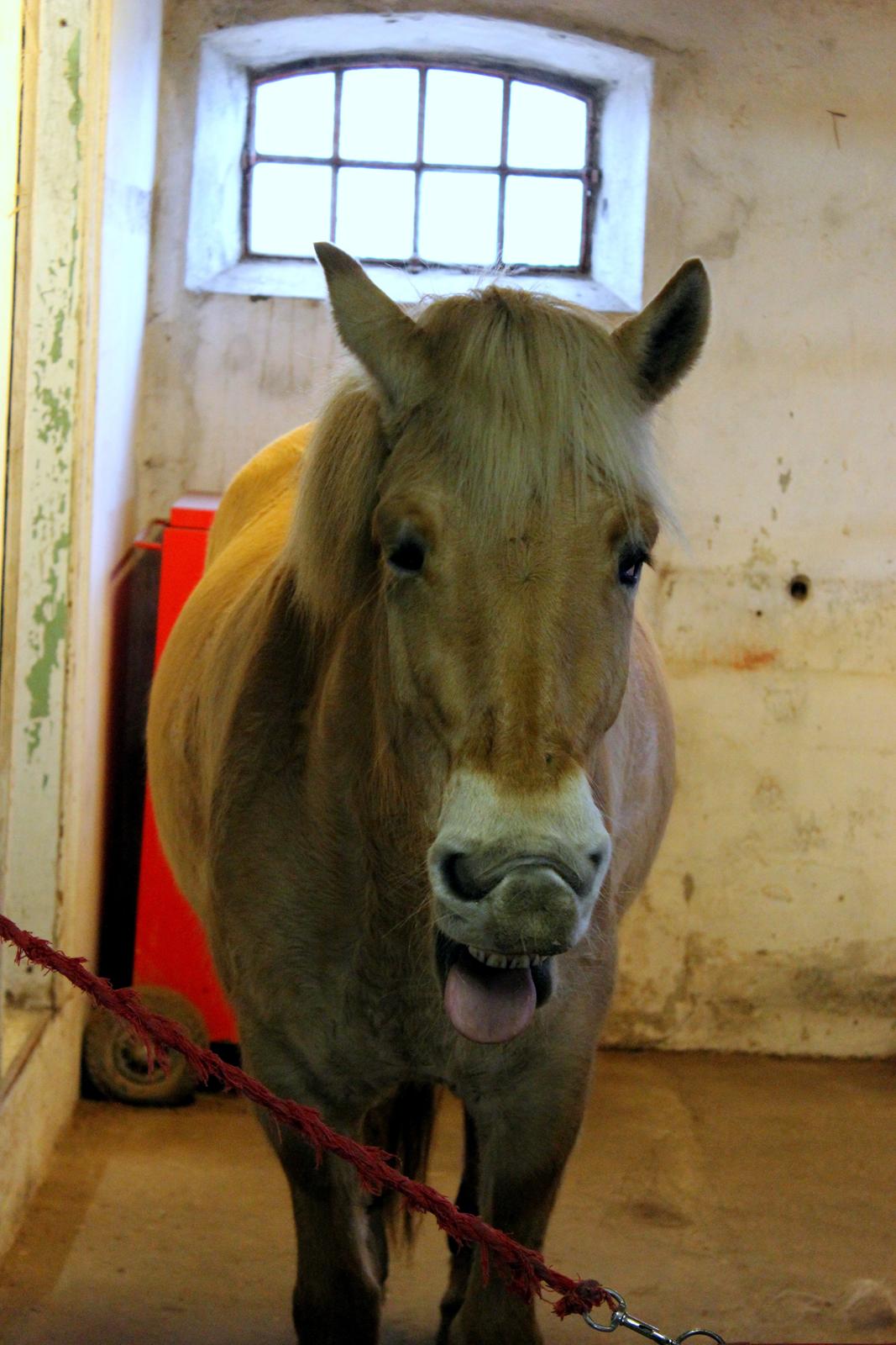 Fjordhest Stella billede 11